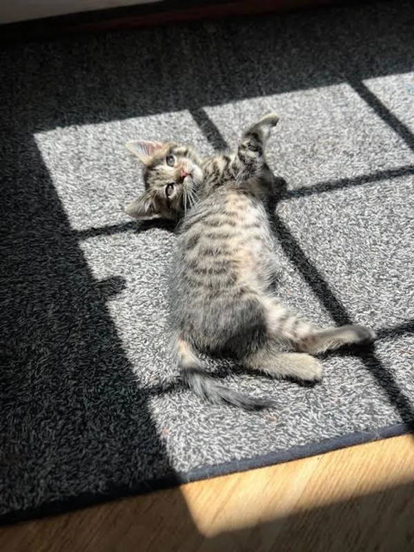 A baby small-sized female Domestic Short Hair cat named Cinnamon for adoption in Vancouver, WA