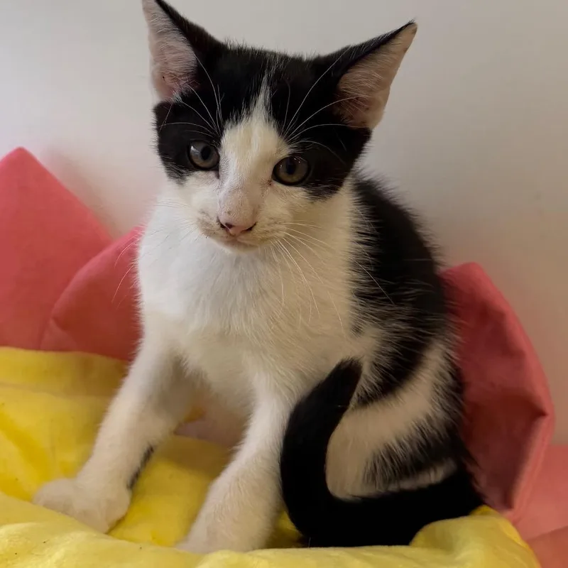 A baby small-sized male Black Domestic Short Hair cat named GoGo for adoption in Floresville, TX