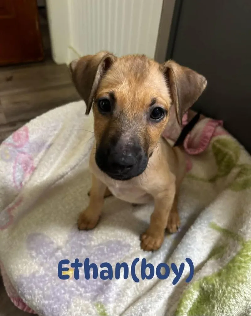 A baby medium-sized male Mixed Breed dog named Ethan for adoption in Bossier City, LA