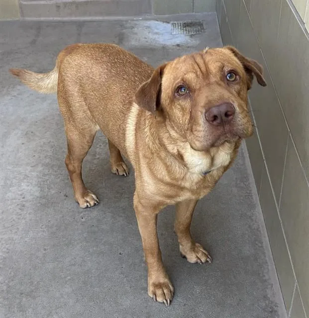 An adult medium-sized male Shar-Pei dog named A for adoption in Riverside, CA