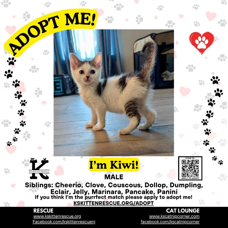A baby medium-sized male Black & White / Tuxedo Domestic Short Hair cat named Kiwi for adoption in Brick, NJ