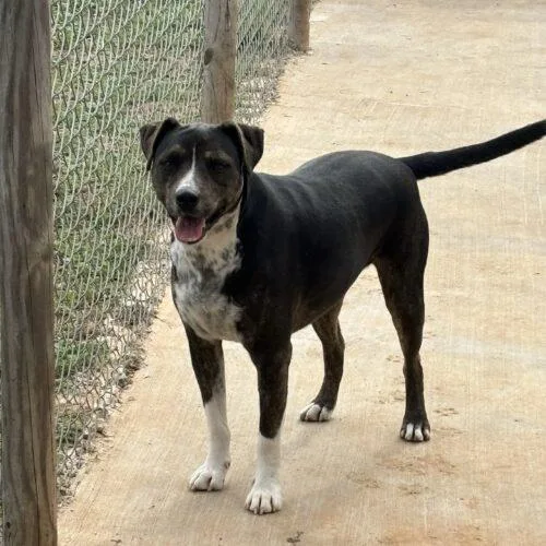 A young medium-sized male Tricolor (Brown, Black, & White) American Staffordshire Terrier dog named Morty for adoption in Sullivan City, TX