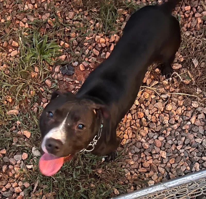 An adult medium-sized female Black Labrador Retriever dog named Sophia for adoption in Gainesville, GA