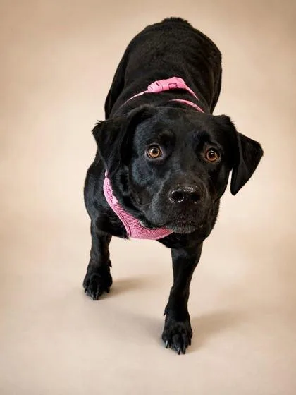 An adult large-sized female Labrador Retriever dog named Raven for adoption in Bowling Green, KY