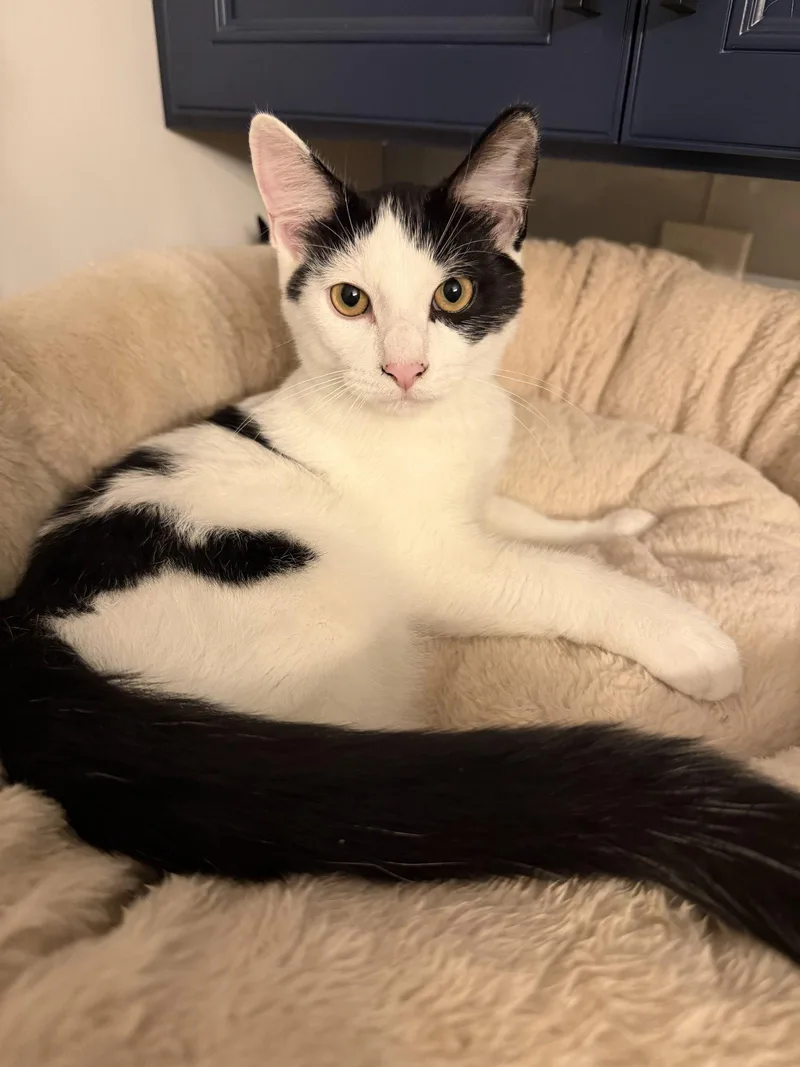 A baby medium-sized male Black & White / Tuxedo Domestic Short Hair cat named Zepplin wOzzy for adoption in Stewartsville, NJ