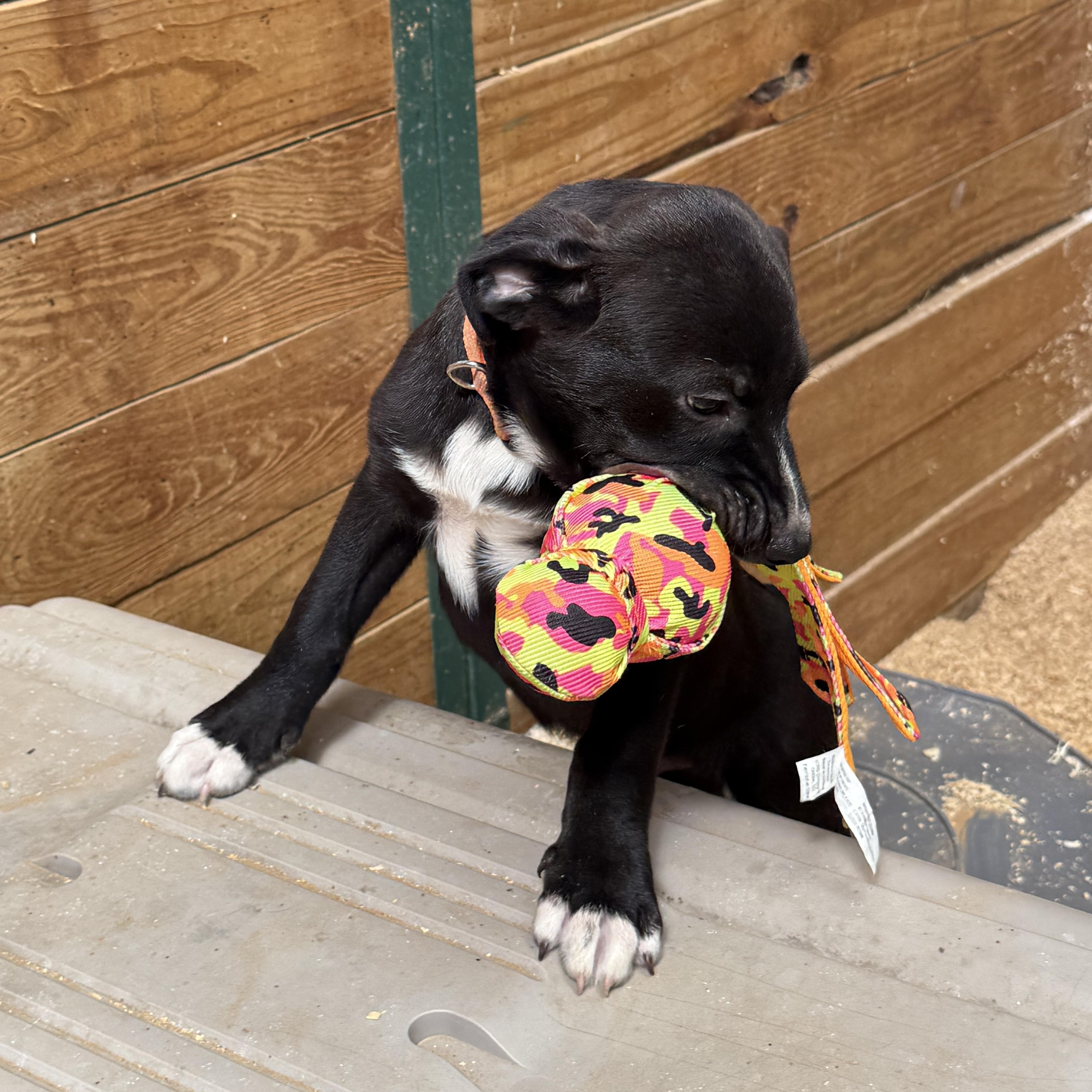 A baby medium-sized male Black Mixed Breed dog named Gilligan for adoption in Sadler, TX