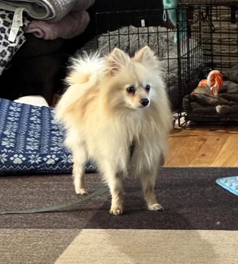 An adult small-sized male Pomeranian dog named Flash for adoption in Salt Lake City, UT