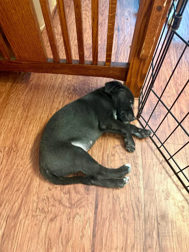 A baby small-sized male Chihuahua dog named Virgo  Brenda Pup for adoption in Los Angeles, CA
