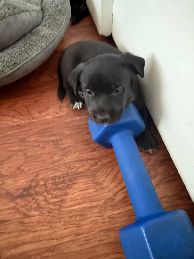 Virgo  Brenda Pup thumbnail 2