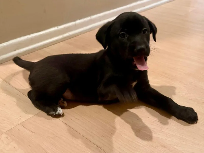 Virgo  Brenda Pup thumbnail 3