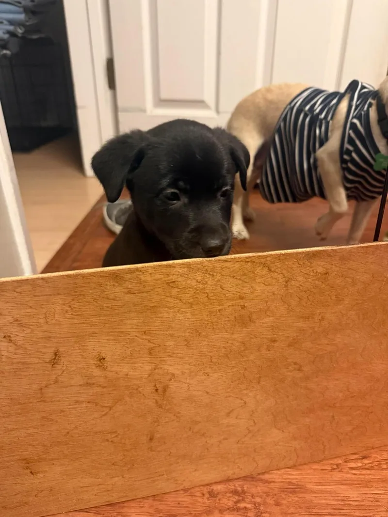 Virgo  Brenda Pup thumbnail 4
