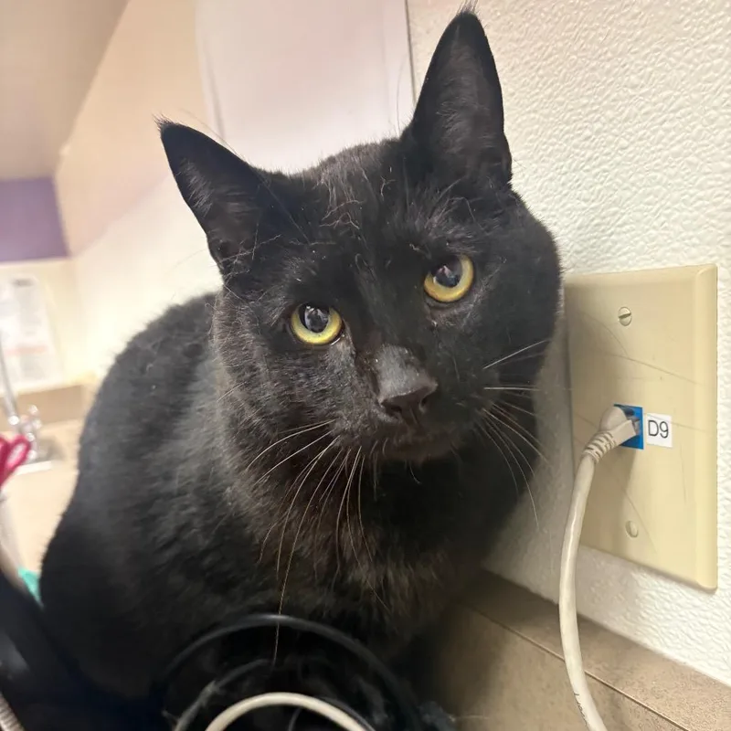 An adult large-sized male Black Domestic Short Hair cat named Charlie for adoption in Albuquerque, NM