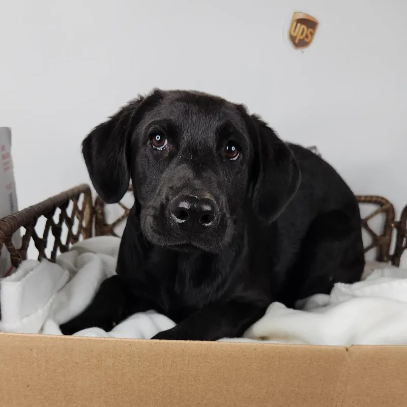 A baby medium-sized female Black Labrador Retriever dog named Tracking Number for adoption in Fort Wayne, IN