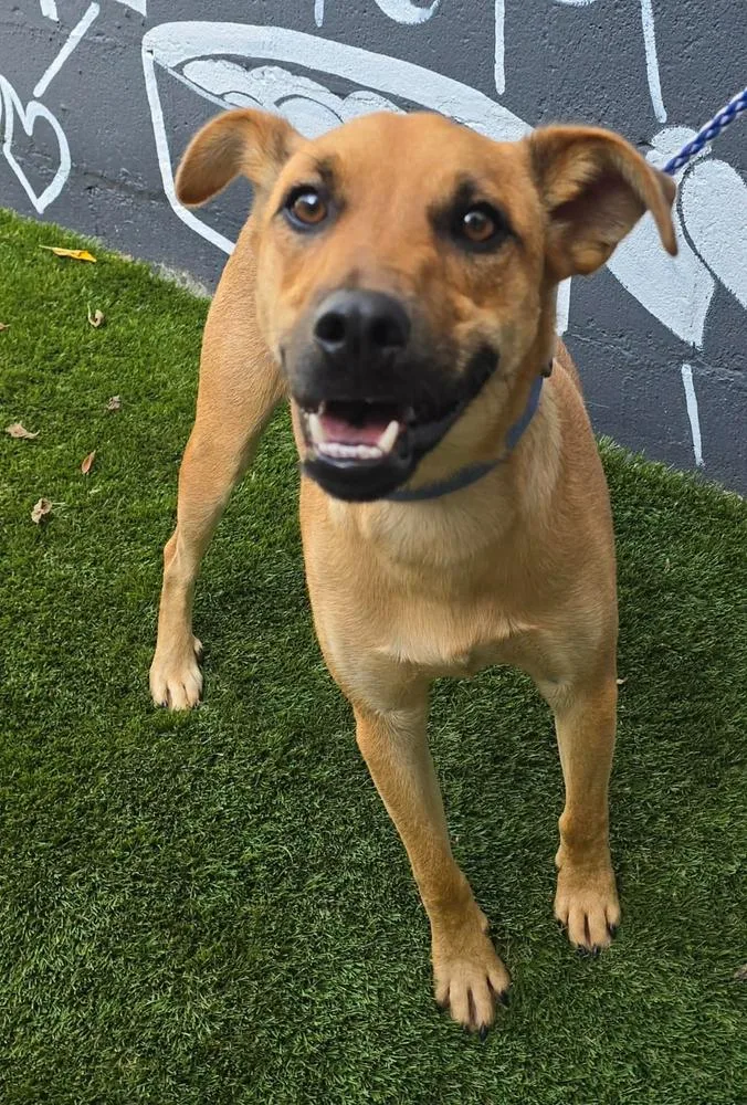 A baby medium-sized female Red / Chestnut / Orange Terrier dog named Butternut for adoption in Manhattan, NY