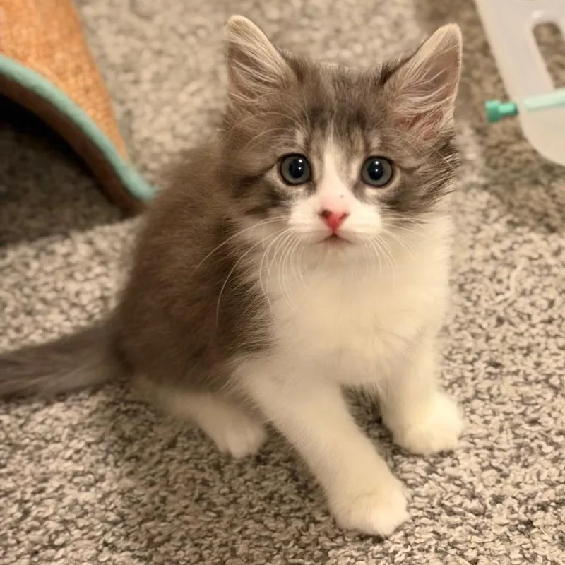 A baby small-sized female Domestic Medium Hair cat named Roma Starkey for adoption in Morrison, CO