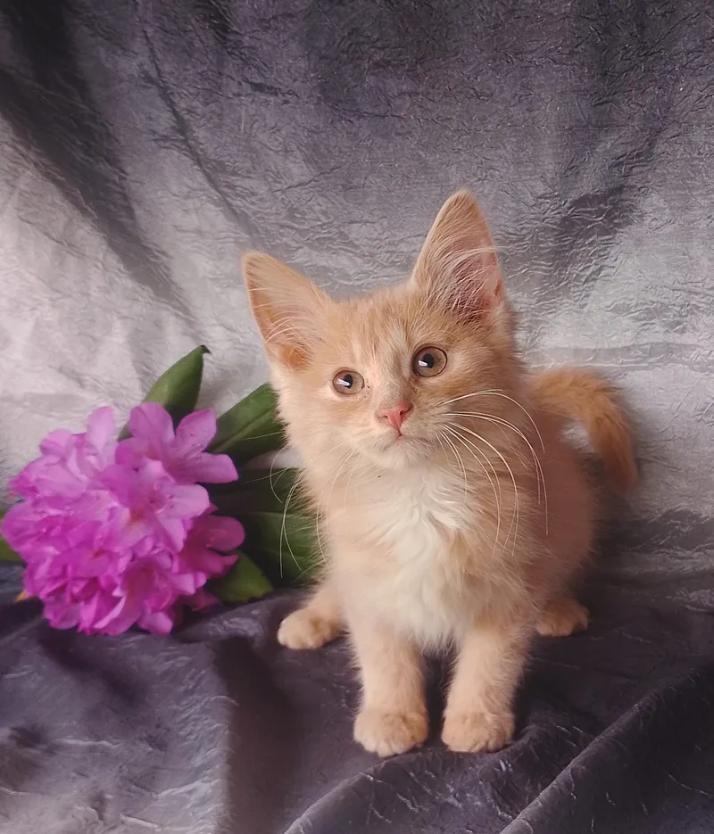 A baby medium-sized female Domestic Medium Hair cat named Jewels for adoption in Thorofare, NJ
