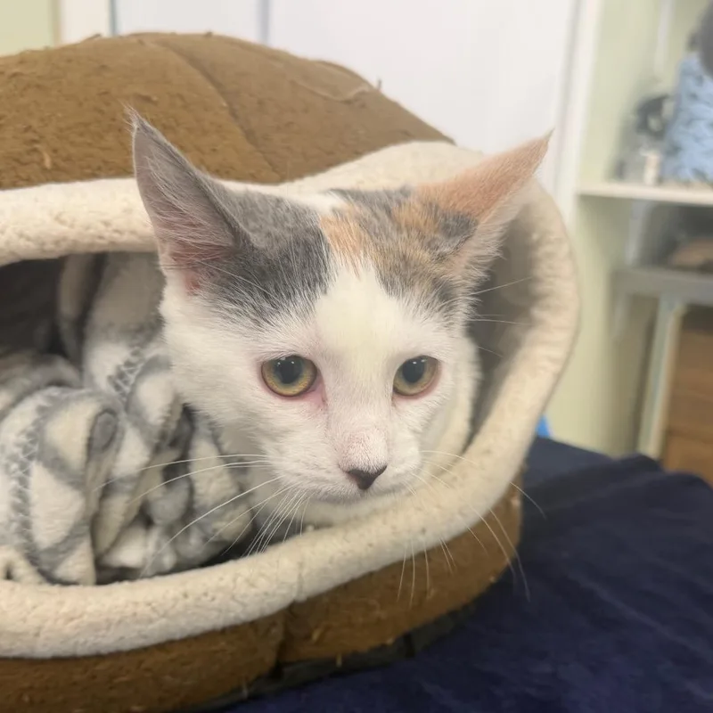 A baby medium-sized female Calico Domestic Short Hair cat named Moon Pie for adoption in East Smithfield , PA