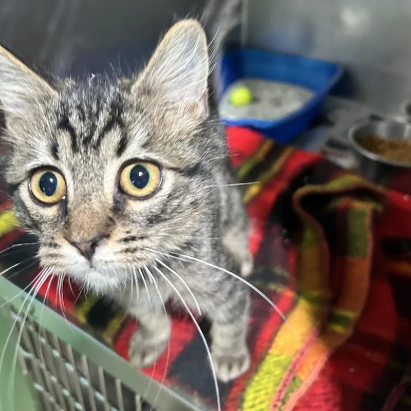 A baby small-sized female Domestic Medium Hair cat named Dolly for adoption in Newport, NC