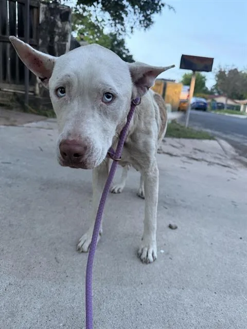 A young medium-sized female American Staffordshire Terrier dog named Tammy Lynn for adoption in San Antonio, TX