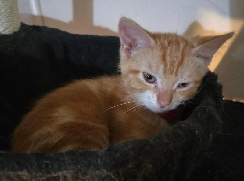 A young medium-sized male Orange / Red Domestic Short Hair cat named Tigger J for adoption in Frisco, TX