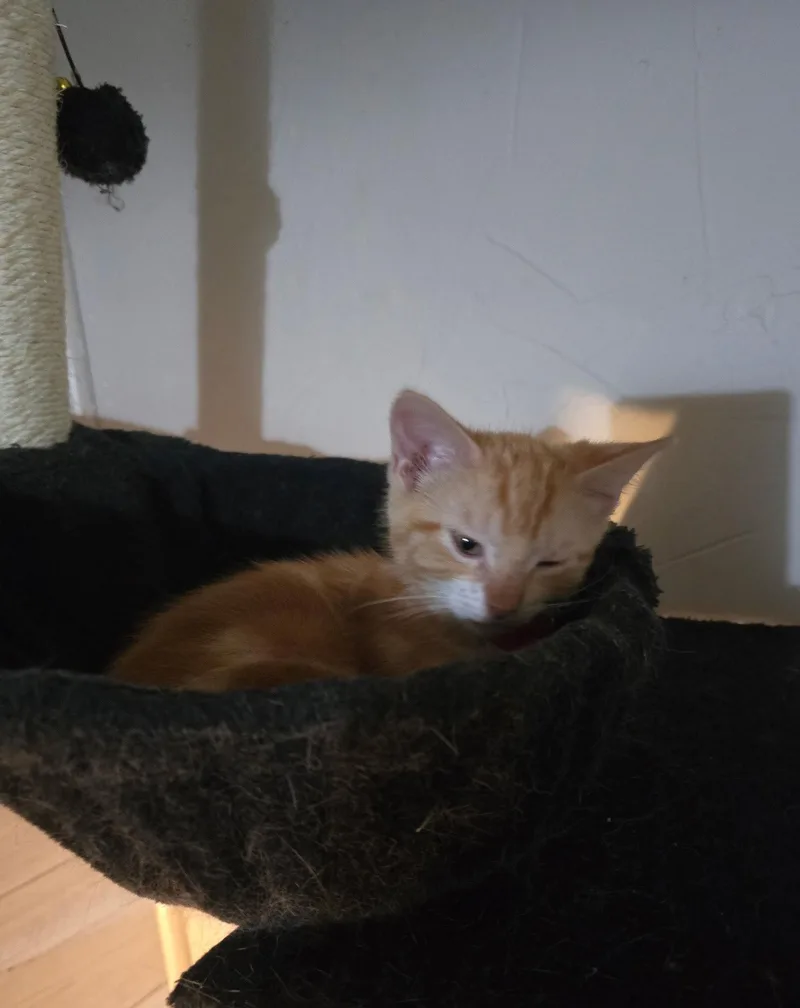 Tigger J thumbnail 2
