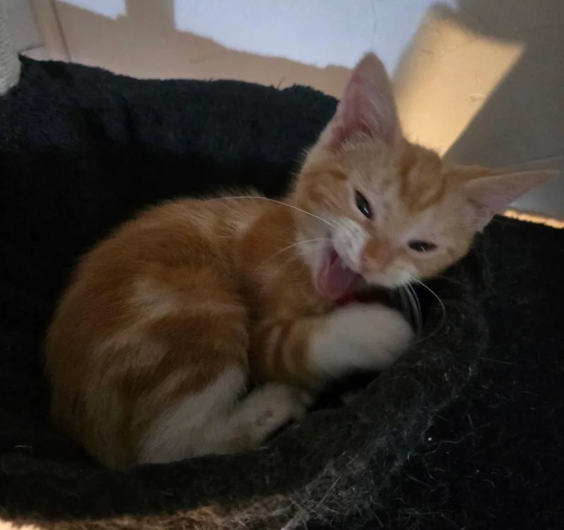 Tigger J thumbnail 3