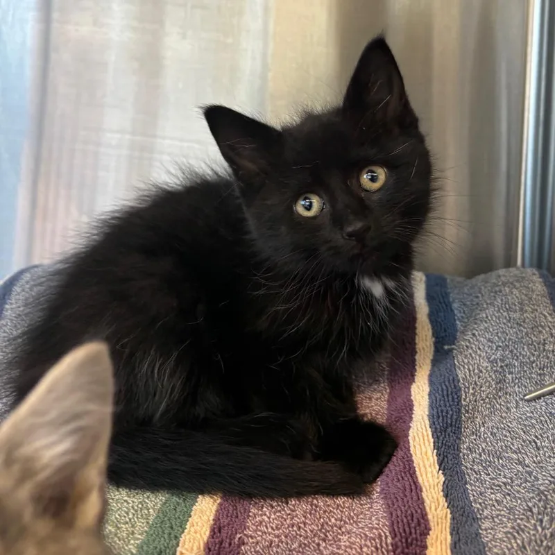 A baby small-sized female Black Domestic Short Hair cat named Sourdough for adoption in Washington Township, OH