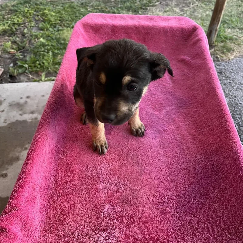 Bubu Lubu thumbnail 2