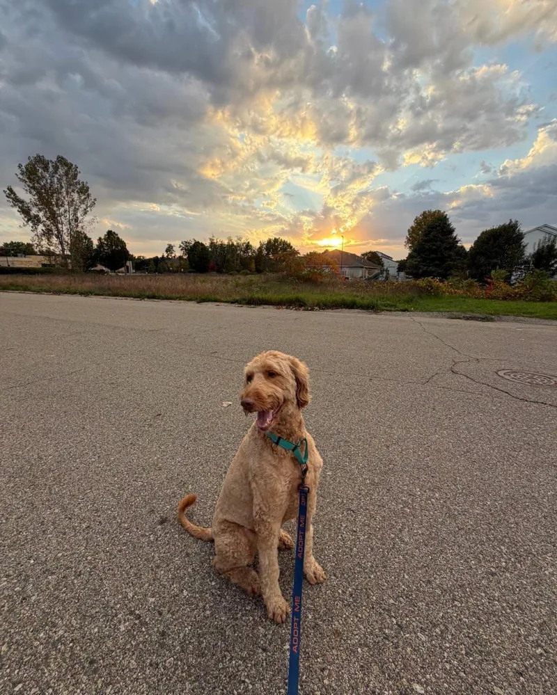 An adult large-sized male Golden Retriever dog named Ravioli for adoption in Holland, MI