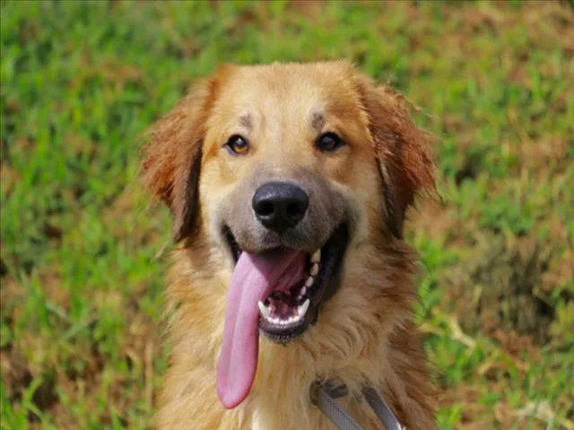 An adult large-sized male Golden Retriever dog named Koda for adoption in Cookeville, TN