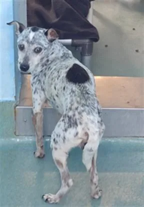 A senior medium-sized male Chihuahua dog named Spot for adoption in Baldwin Park, CA