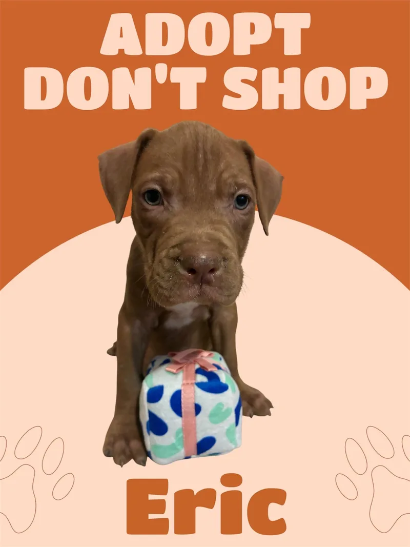 A baby large-sized male Brown / Chocolate American Staffordshire Terrier dog named Eric for adoption in Arlington, TX
