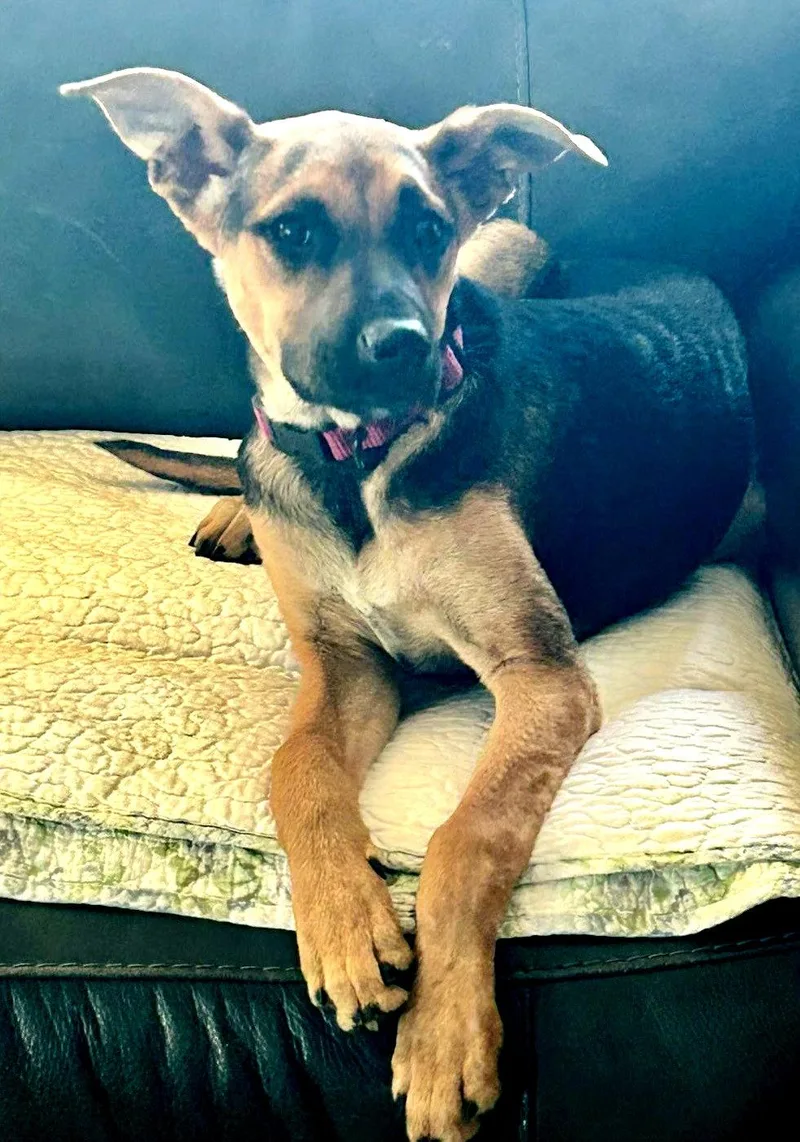 A baby medium-sized female Shepherd dog named Chillie for adoption in San Diego, CA