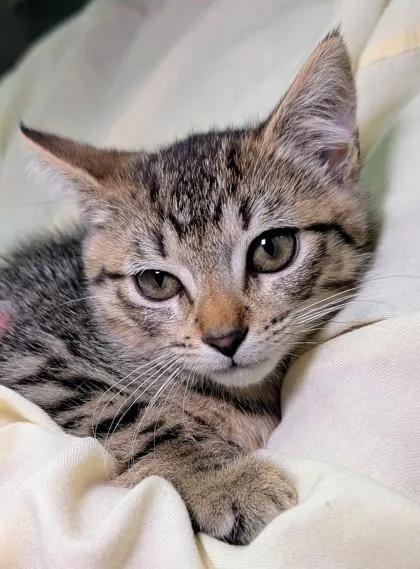 A baby small-sized female Domestic Short Hair cat named Frog for adoption in Bellevue, WA