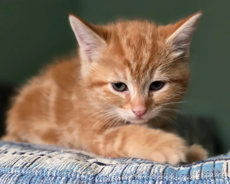 A baby small-sized male Orange / Red Domestic Short Hair cat named Disco for adoption in Mission Viejo, CA