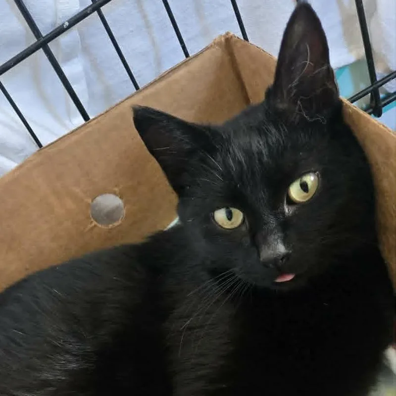 A young medium-sized female Black Domestic Short Hair cat named Onyx for adoption in LYLE, MN