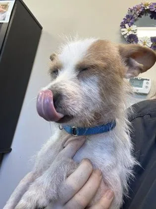 An adult small-sized male Terrier dog named Skeeter for adoption in Palm Coast, FL