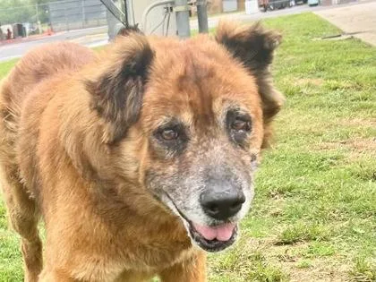 A senior large-sized male Red / Chestnut / Orange Mixed Breed dog named Walter for adoption in Georgetown, TX