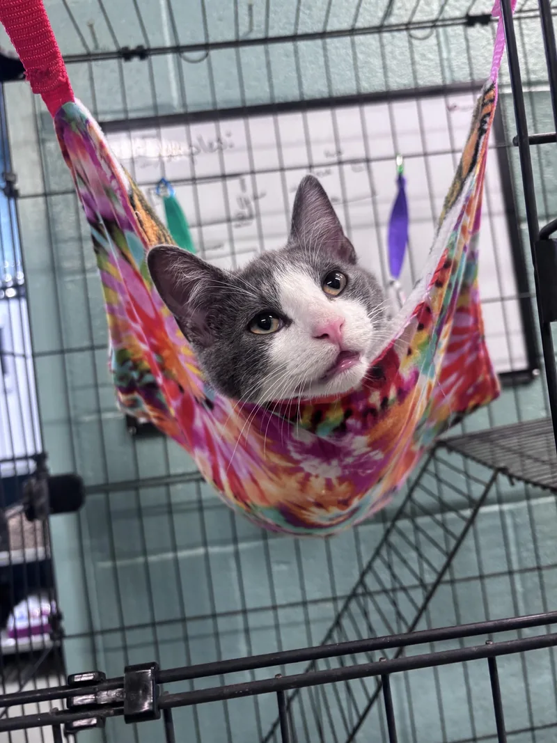 A young medium-sized male Gray & White Domestic Short Hair cat named Jerry for adoption in Marion, NC