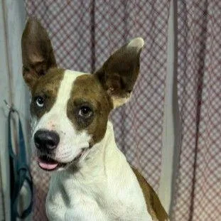 An adult large-sized male Catahoula Leopard Dog dog named Cerebro for adoption in Westland, MI