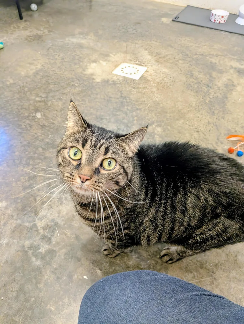 An adult large-sized female Tabby (Brown / Chocolate) Domestic Short Hair cat named Shaniqua for adoption in Somerset, PA