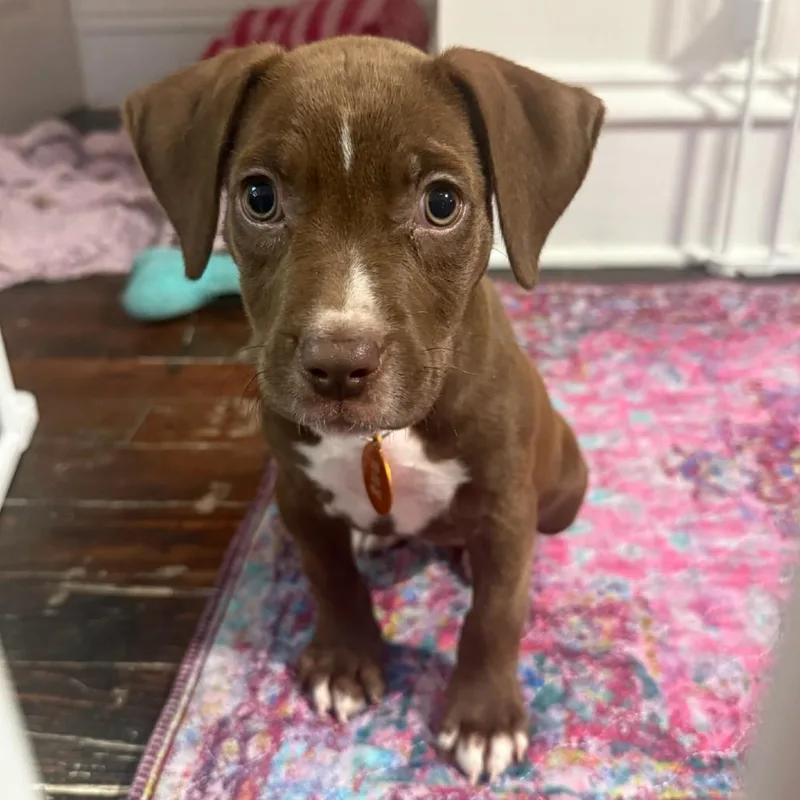A baby medium-sized female Brown / Chocolate Labrador Retriever dog named Shelley for adoption in Normal, IL