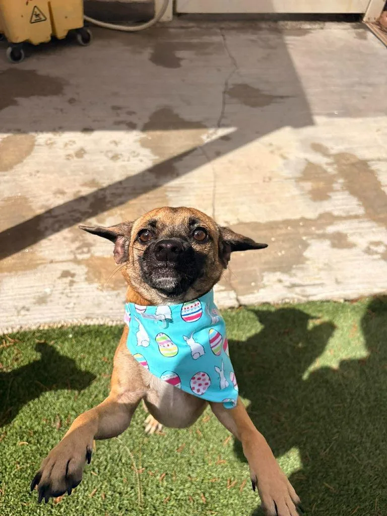 Sequoia  Samoa thumbnail 3