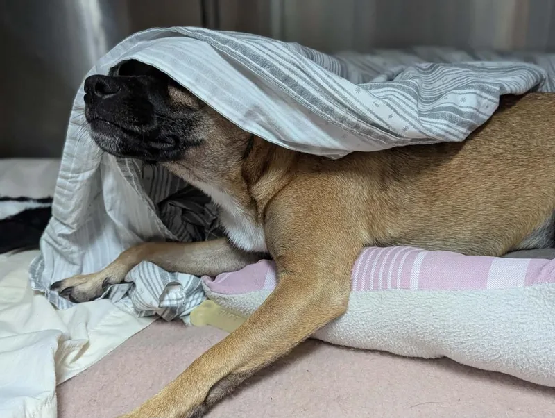 Sequoia  Samoa thumbnail 4