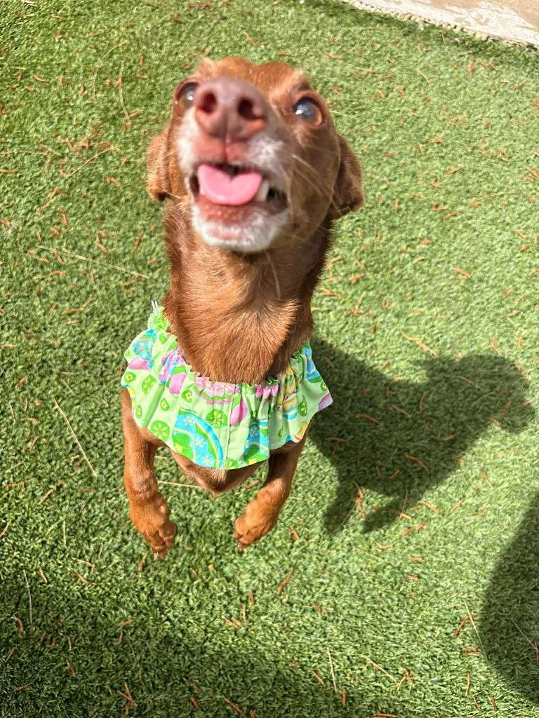 Sequoia  Samoa thumbnail 5