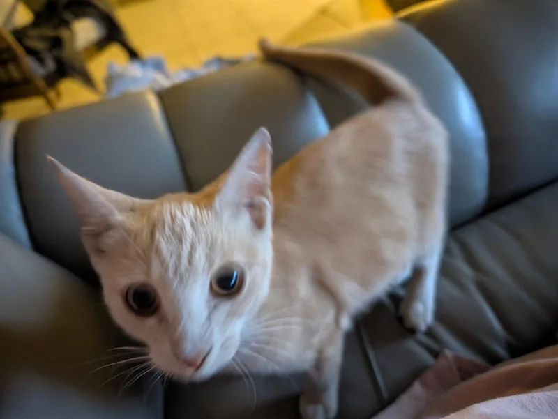 A young medium-sized male Orange / Red Domestic Short Hair cat named Corey for adoption in Longwood, FL