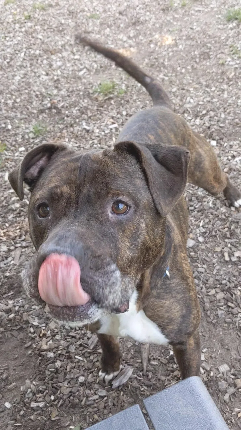 Meatball thumbnail 2