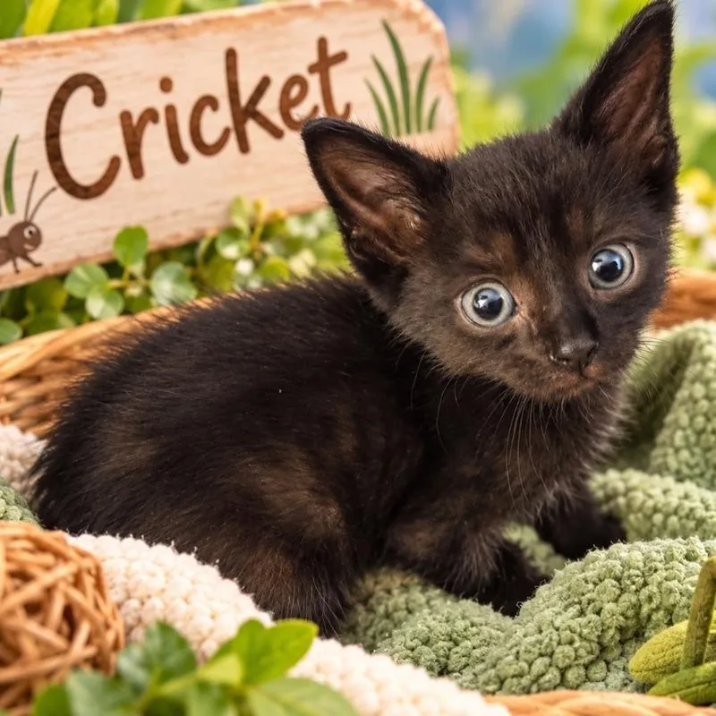 A baby medium-sized male Black Domestic Short Hair cat named Cricket for adoption in Quincy, OH