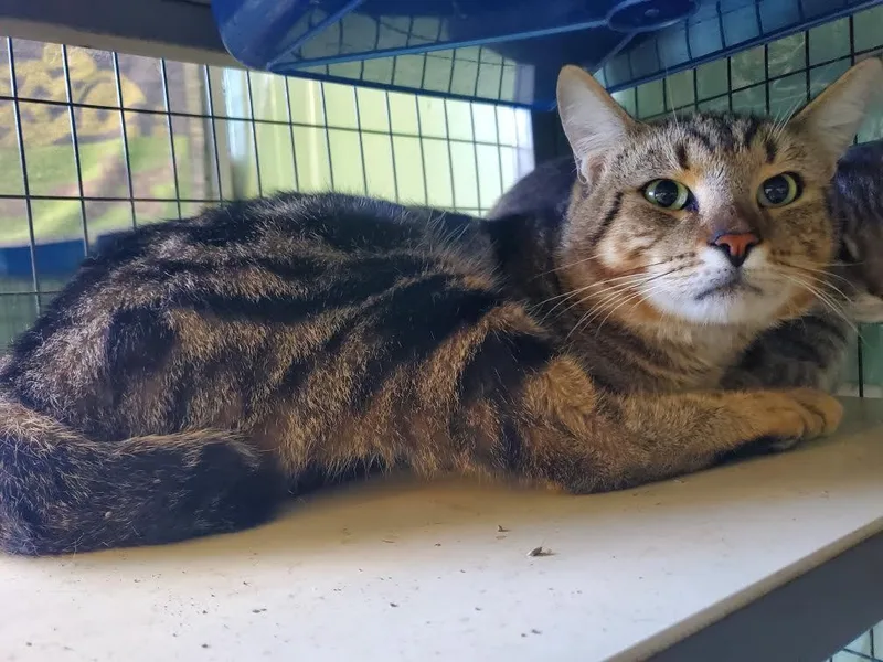 An adult medium-sized male Domestic Short Hair cat named Natterjack for adoption in Crossville, TN