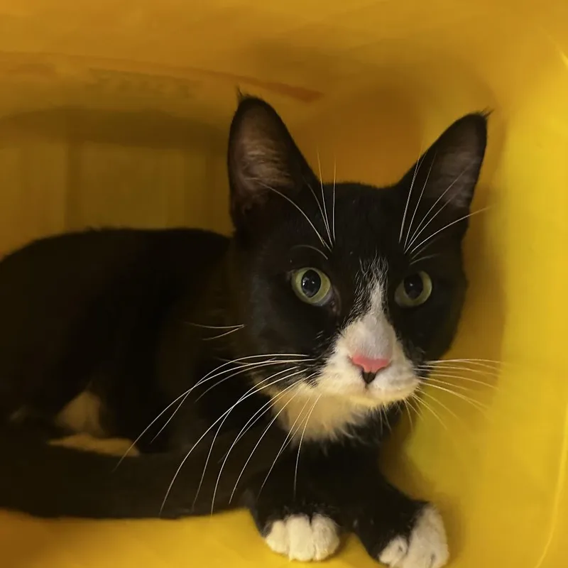 An adult large-sized male Black Domestic Short Hair cat named Drifter for adoption in Manhattan, KS